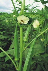 Prerna (Open Pollinated)